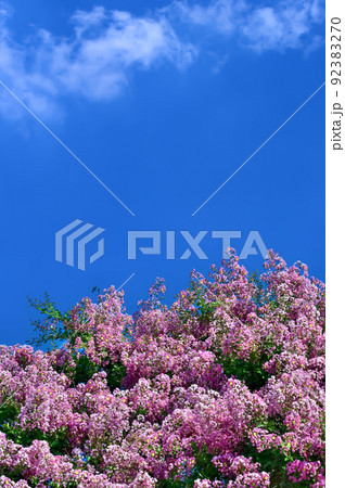 サルスベリの花 92383270