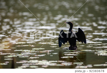 Little Cormorant drying its wings, perch in the stick in the middle of the Hiyare reservoir early in the morning. 92383678