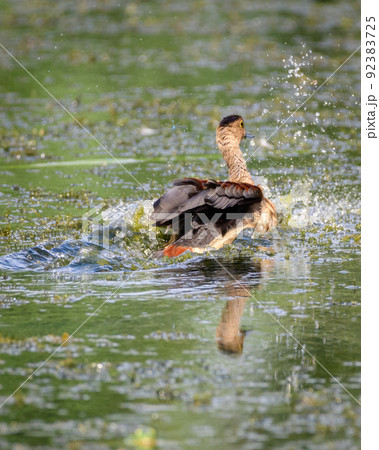 Lesser whistling duck bathing in the Diyasaru park. Water splashes as she shakes her wings. 92383725