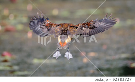 Lesser whistling teal in-flight, full wingspan display from behind the bird. landing on to the swamp in Diyasaru park, Thalawathugoda. 92383727