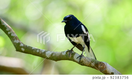 Oriental magpie robin perched on a tree branch against a green natural background, 92383756