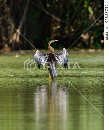 Oriental darter (Anhinga melanogaster) perched on a wooden pole in the water and drying out wings, 92383759
