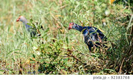 Grey-headed swamphen looking back, walking through the reed banks. Grey-headed swamphen looking back, walking through the reed banks. 92383768