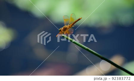 A beautiful orange ditch jewel dragonfly sits on the edge of the grass stick. 92383772