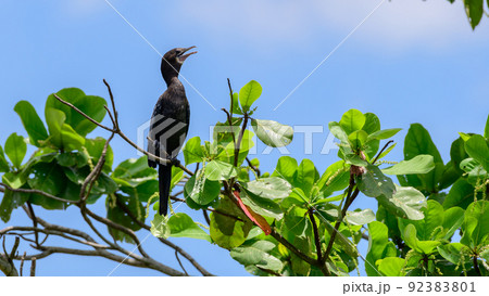The little cormorant (Microcarbo niger) perch on a tree branch. The little cormorant (Microcarbo niger) perch on a tree branch. 92383801