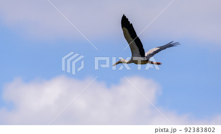 Asian openbill stork in flight. Large wader bird flying photograph. Asian openbill stork in flight. Large wader bird flying photograph. 92383802