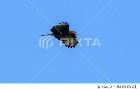 Crested honey buzzard in flight against clear blue skies. Crested honey buzzard in flight against clear blue skies. 92383821