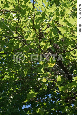 タイワンフウの実 92383970