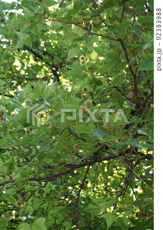 タイワンフウの実 92383988