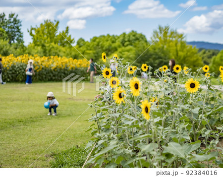 夏 休日 公園 向日葵 子供 夏 休日 公園 向日葵 子供 92384016