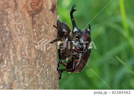 交尾を迫るカブトムシの生殖器 92384562
