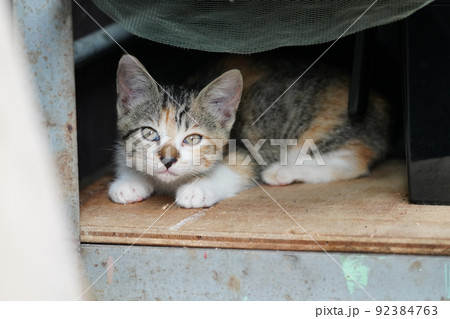 外ネコの可愛い子猫達がすくすく成長 92384763