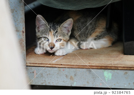 外ネコの可愛い子猫達がすくすく成長 92384765