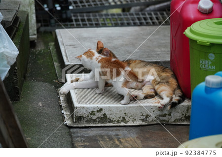 外ネコの可愛い子猫達がすくすく成長 92384775