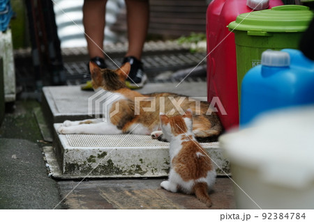 外ネコの可愛い子猫達がすくすく成長 92384784
