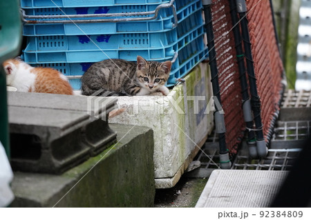 外ネコの可愛い子猫達がすくすく成長 92384809