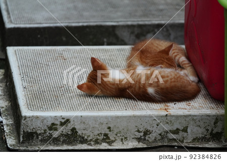 外ネコの可愛い子猫達がすくすく成長 外ネコの可愛い子猫達がすくすく成長 92384826