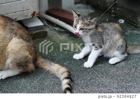 外ネコの可愛い子猫達がすくすく成長 外ネコの可愛い子猫達がすくすく成長 92384827