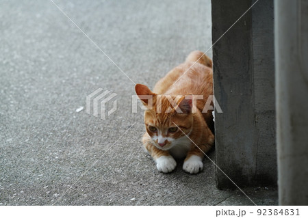 外ネコの可愛い子猫達がすくすく成長 92384831