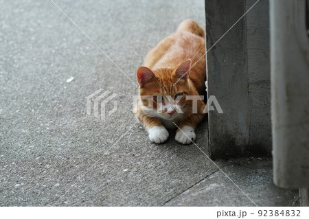 外ネコの可愛い子猫達がすくすく成長 92384832