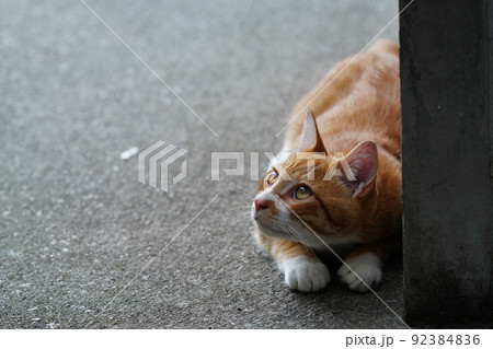 外ネコの可愛い子猫達がすくすく成長 92384836