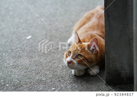 外ネコの可愛い子猫達がすくすく成長 外ネコの可愛い子猫達がすくすく成長 92384837