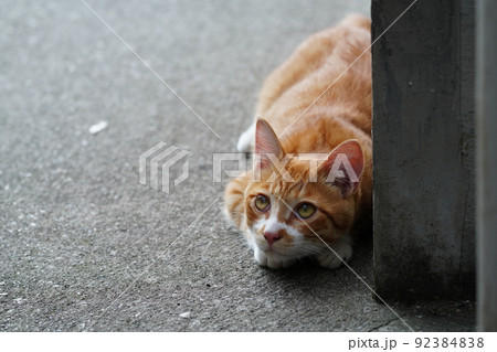 外ネコの可愛い子猫達がすくすく成長 外ネコの可愛い子猫達がすくすく成長 92384838