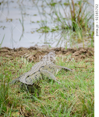 Mugger Crocodile (Crocodylus Palustris) resting on banks of the lake in Yala national park, Mugger Crocodile (Crocodylus Palustris) resting on banks of the lake in Yala national park, 92385702