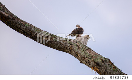 Spotted dove perch up high in the tree branch and looking back, 92385753