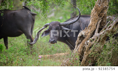 Large horned wild water buffalo at Yala national park, one twisted horn growing downwards while the other horn grow upwards. 92385754