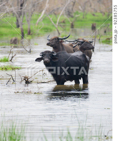A Group of Asian wild water buffaloes standstill in the marsh waters and pay attention to th camera, Yala national park. 92385755