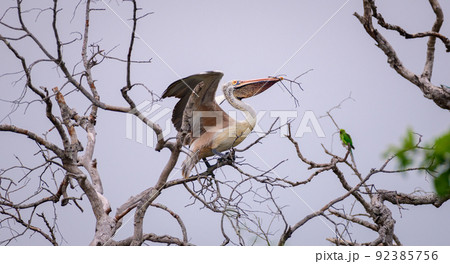 Spot-billed pelican collects dry sticks in its bill, taking off from the tree, breeding season, spotted in Yala national park. 92385756