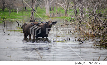 Pair of Asian wild water buffaloes standing in the marsh waters and looking at the camera, Yala national park. Pair of Asian wild water buffaloes standing in the marsh waters and looking at the camera, Yala national park. 92385759
