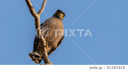 Crested serpent eagle perch high up, clear blue skies in the background. yellow-eyed serpent eagle staring down at the camera, Spotted in Yala national park, Sri Lanka. Crested serpent eagle perch high up, clear blue skies in the background. yellow-eyed serpent eagle staring down at the camera, Spotted in Yala national park, Sri Lanka. 92385929