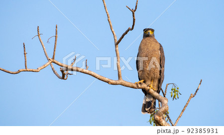 Crested serpent eagle perch, clear blue skies in the background. yellow-eyed serpent eagle staring at the camera, Spotted in Yala national park, Sri Lanka. Crested serpent eagle perch, clear blue skies in the background. yellow-eyed serpent eagle staring at the camera, Spotted in Yala national park, Sri Lanka. 92385931