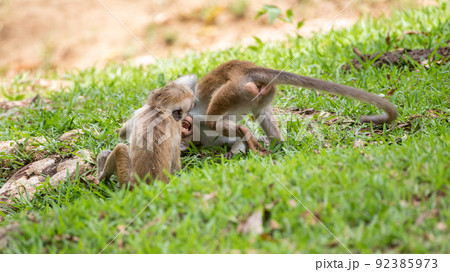 Young Toque macaque siblings play-fighting on the ground. Wrestle on the grass. 92385973
