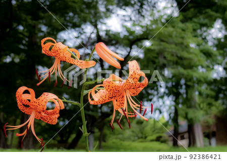 滋賀県大津市 膳所(ぜぜ)城跡公園のオニユリ 滋賀県大津市 膳所(ぜぜ)城跡公園のオニユリ 92386421