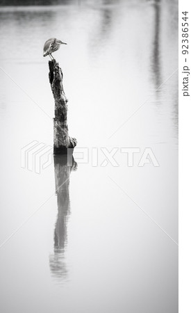 Yellow bittern perch on a dead tree trunk on the lake, patiently waiting for fish, reflection on the calm water surface, black and white photograph. Yellow bittern perch on a dead tree trunk on the lake, patiently waiting for fish, reflection on the calm water surface, black and white photograph. 92386544