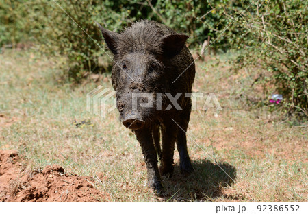 Sri Lankan Wild boar close-up photograph. Wet and dirty boar searching for food. 92386552