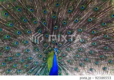 Beautiful Peacock dance display close-up shot in Yala national park. 92386553
