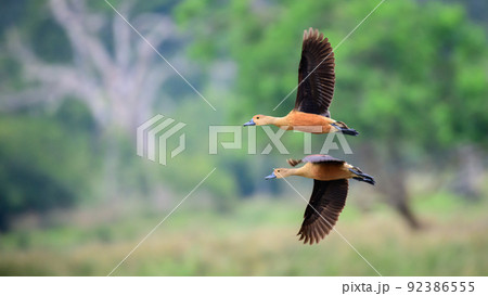 Pair of lesser whistling ducks in flight together. 92386555