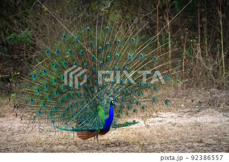 Amazing peacock dance display at Yala national park close-up photograph. Beauty in nature. Amazing peacock dance display at Yala national park close-up photograph. Beauty in nature. 92386557