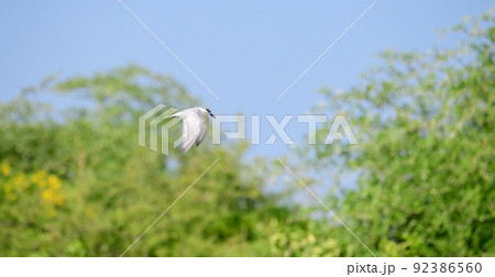 Whiskered tern hovers above the water, waiting for a fish to surface and dive fast into the water. Whiskered tern hovers above the water, waiting for a fish to surface and dive fast into the water. 92386560