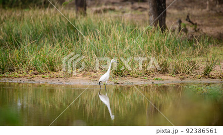 White egret and the reflection on the water surface, hunting on the shore of a waterhole. White egret and the reflection on the water surface, hunting on the shore of a waterhole. 92386561