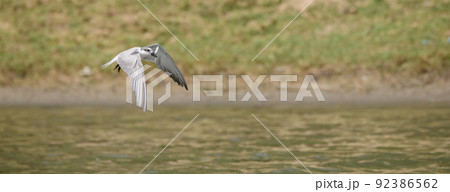 Whiskered tern catches a small fish on the river and flies away. 92386562