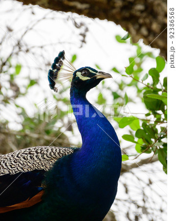 Majestic male blue peafowl bird close-up shot. Majestic male blue peafowl bird close-up shot. 92386568