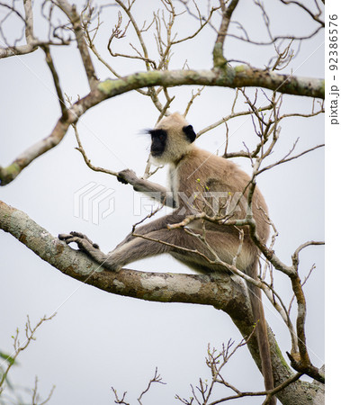 Tufted gray langur sitting on a tree relaxed, gloomy clouds in the background, monkey isolated in Yala national park. Tufted gray langur sitting on a tree relaxed, gloomy clouds in the background, monkey isolated in Yala national park. 92386576