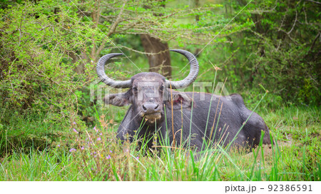 Big horned wild water buffalo cooling off in a small mud pool in the Yala national park and looking straight at the camera. 92386591