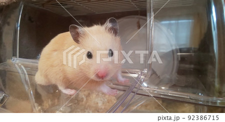 外を眺めるキンクマハムスター 92386715