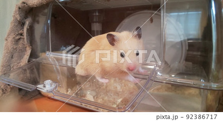 外を眺めるキンクマハムスター 92386717